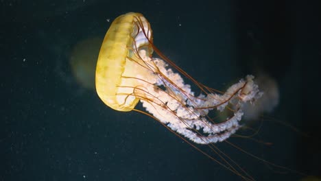 Grandes-Medusas-Amarillas-Moviéndose-Bajo-El-Agua-A-Cámara-Lenta