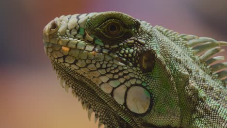 Macro-close-up-of-green-colored-Iguana-Lizard-watching-outdoors-in-sunlight