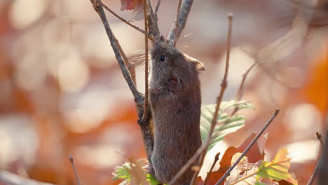 Bank-Vole-Noticed-Danger-Climbing-Leafless-Branch-in-Forest-and-Escape-Jumping-into-Fallen-Leaves-in-Autumn