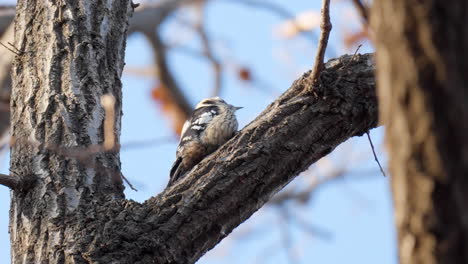 Japanese-Pygmy-Woodpecker-relaxing-on-Tree-Branch-Lit-With-Warm-Sunset-Sunlight