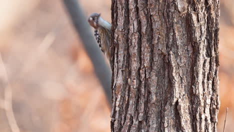 Japanese-Pygmy-Woodpecker-Clambering-Foraging-on-Tree-Trunk-in-Autumn-Forest