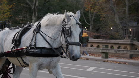 Horse-pulls-a-carriage-through-Central-Park,-New-York-City