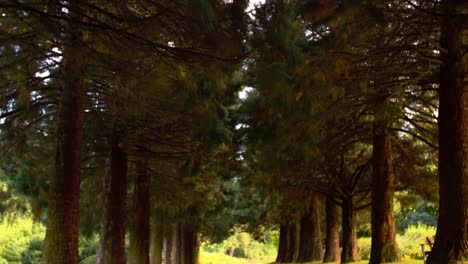 scenery-of-alley-pathway-surrounded-by-giant-redwood-mammoth-trees,-light-filled-setting-in-rural-park,-camera-slowly-panning-up-into-a-beautiful-shining-sun-with-bright-lens-flare