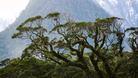 Haya-Plateada-Y-Hayas-De-Montaña-Cubiertas-De-Musgo-En-El-Parque-Nacional-Fiordland