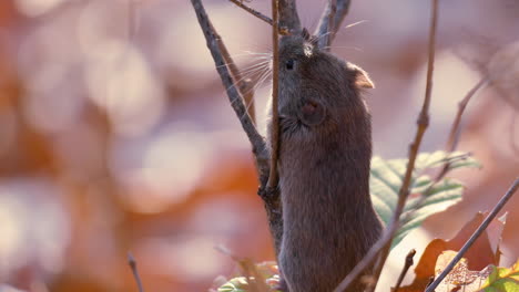 Frightened-Bank-Vole-Breathing-Being-Motionless-While-Climbing-Bush-In-Autumn-Forest---Close-up
