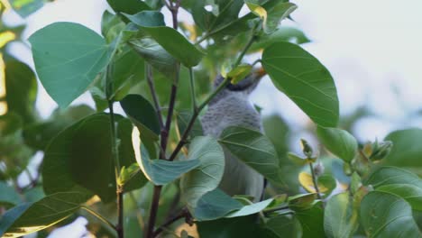 Cinematic-close-up-shot-of-a-wild-noisy-miner,-manorina-melanocephala-peeking-through-the-green-leaves,-gleaning-the-fresh-foliage-of-eucalypts-and-suddenly-attacked-by-other-bird-species