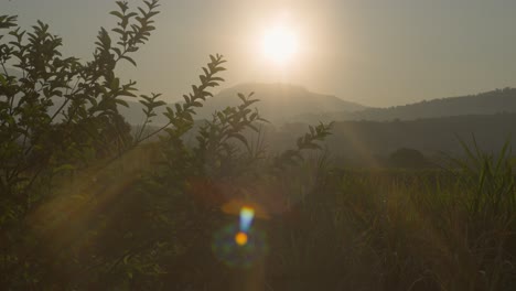 Zuckerrohrplantage-Bei-Sonnenaufgang