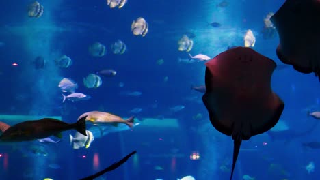 Stachelrochen-Sind-Eine-Gruppe-Von-Seerochen,-Knorpelfische,-Die-Mit-Haien-Verwandt-Sind-Und-Zusammen-Mit-Anderen-Fischen-Im-Aquarium-Von-Singapur-Schwimmen