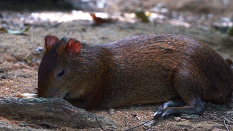 Wild-sleepy-azara's-agouti,-dasyprocta-azarae-lyding-down-on-the-forest-ground-under-the-shade,-breathing-heavily-and-dozing-off-with-eyes-half-closed-in-its-natural-habitat