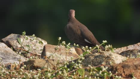 Wood-Dove-relaxing--on-pond-