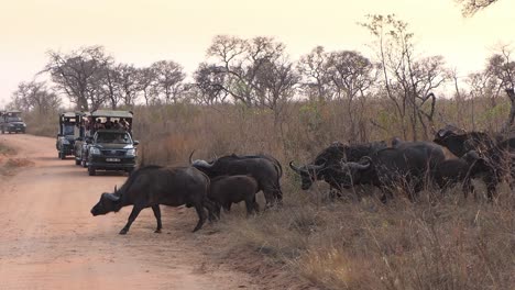 Menschen-In-Jeeps-Beobachten-Eine-Büffelherde,-Die-Im-Afrikanischen-Krüger-Nationalpark-Die-Straße-überquert