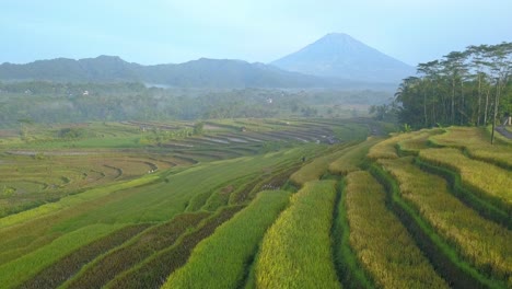 Cinematic-drone-flight-over-TERRACED-RICE-FILD-READY-TO-HARVEST-WITH-MOUNTAIN