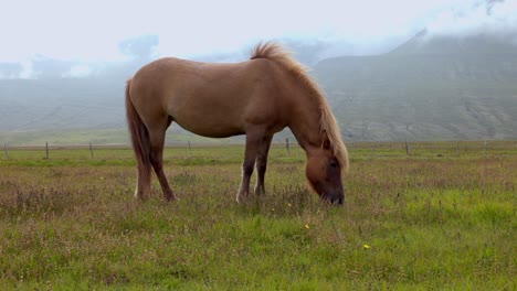 Handheld-shot-of-a-beautiful-islandic-horse-blond-maned-grazing-in-the-field,-with-mountains-in-the-background