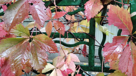 Outdoor-close-up-view-of-wet-ivy-leaves-on-a-fence-in-Autumn