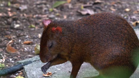 Close-up-shot-of-a-shy-azara's-agouti,-dasyprocta-azarae,-licking-and-preening-its-little-claw,-scratching-its-face