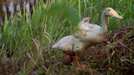 Slow-Motion---A-white-ducks-walking-in-the-rice-field-left-behind-from-their-flock
