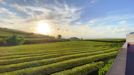 Schöne-Landschaft-Der-Sonne,-Die-Nach-Einem-Sonnigen-Tag-über-Der-Teeplantage-Untergeht