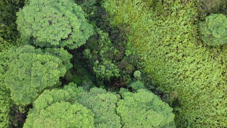 Cinematic-nature-aerial-view-of-green-forest-on-Kauai-island-in-Hawaii-Dramatic-nature-aerial-view-of-Rainforest-Tropical-jungle-of-Kauai