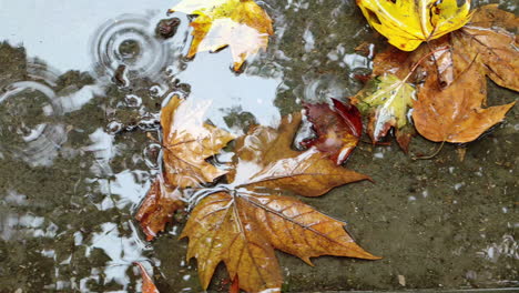 Outdoor-close-up-top-view-of-rain-drops-ripple-and-rain-bubble,-over-wet-maple-tree-leaves-socked-in-rainy-water,-on-the-street-in-Autumn