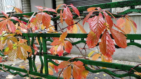 Outdoor-front-view-of-wet-ivy-leaves-on-a-fence-in-Autumn