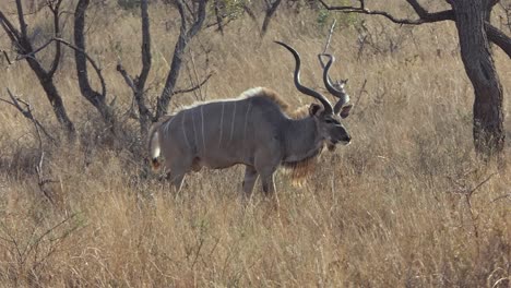 Ein-Männlicher-Kudu-Geht-Vorbei-Durch-Das-Hohe-Gras-In-Afrika