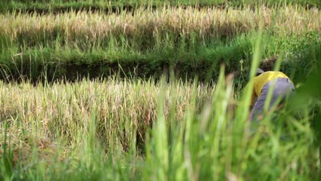 Asian-Man-harvesting-plants-on-rice-field-during-sunny-day---static-medium-shot