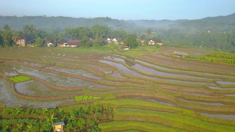 Aerial-view-of-flooded-rice-fields-with-working-farmer-and-buffalo-at-sunny-day