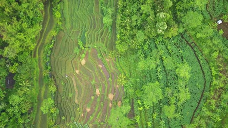 Overhead-Drohne-Schoss-Die-Ländliche-Landschaft-Indonesiens-Mit-Blick-Auf-Das-Schöne-Muster-Des-Grünen-Reisfeldes-Und-Der-Maniok-Plantage