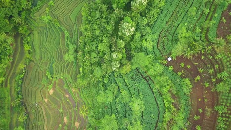 Overhead-Drohnenaufnahme-Eines-Wunderschönen-Musters-Aus-Grünen-Reisfeldern-Und-Maniok-Plantagen---Tropische-Landschaft-Indonesiens