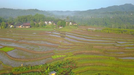 Luftaufnahme-Eines-überfluteten-Reisfeldes-Mit-Traditionellem-Bauern-Pflügt-Das-Feld-Mit-Büffeln---Ländliche-Landschaft-Indonesiens