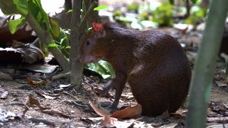 Shy-azara's-agouti,-dasyprocta-azarae-foraging-on-the-ground,-licking-and-preening-its-little-claw,-shaking-its-body-to-deter-the-flying-insects-under-the-canopy-of-trees