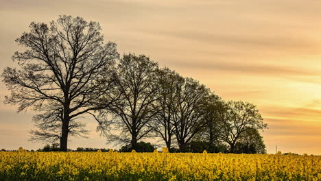 Landscape-of-a-line-of-huge-trees-with-yellow-flowers-meadow-and-yellow-sky