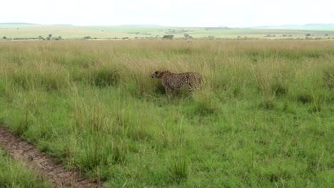 Tracking-shot-of-lonely-Cheetah-seen-from-4x4-safari-car-in-Kenya,-Africa