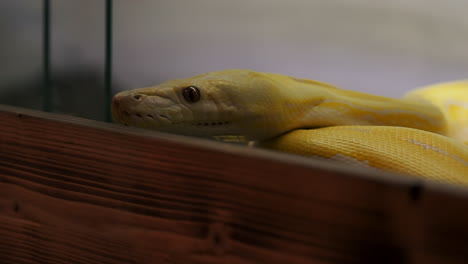 Serpiente-Amarilla-Albino-Lavanda-Pitón-Reticulada-Mueve-Su-Cabeza-Fuera-De-La-Jaula
