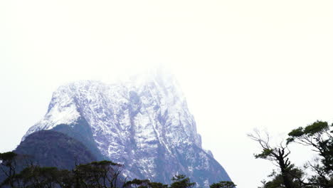 Moss-covered-trees-and-foggy-Mitre-peak-in-background