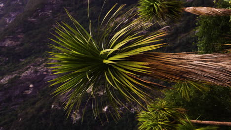 Tall-Cabbage-trees-in-New-Zealand-landscape,-vertical-nature-video