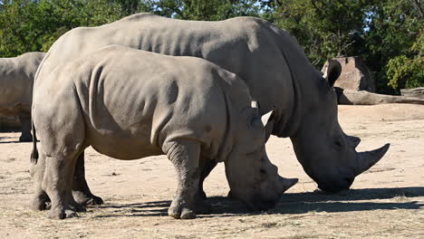 a-herd-of-rhinoceros-eat-straw-on-the-ground,-a-young-with-his-mother-in-a-zoo