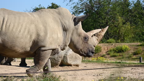 Un-Rinoceronte-Camina-Sobre-La-Tierra-En-Un-Zoológico-Francés,-Al-Aire-Libre,-Recinto,-Mamífero-Africano