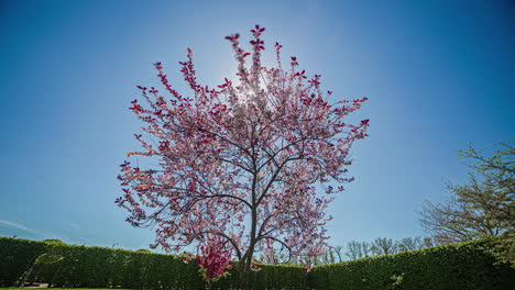 Zeitrafferaufnahme-Von-Sich-Bewegendem-Sonnenlicht-Hinter-Einem-Schönen-Rosa-Baum-Am-Blauen-Himmel