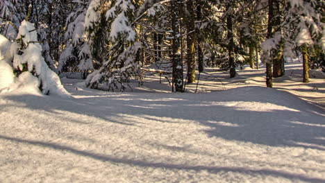 Time-lapse-of-forest-or-woods-branches-shadow-moving-on-thick-snowy-floor