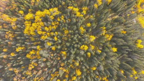 Drone-shot-from-autumn-forrest