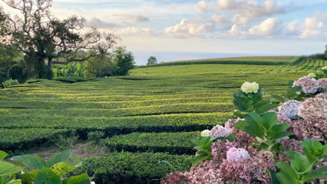 Schöne-Landschaft-Mit-Bunten-Blumen-Vor-Der-Teeplantage-Auf-Den-Azoren