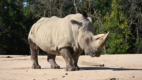 a-rhinoceros-is-standing-still-on-dirt,-in-front-of-a-forest