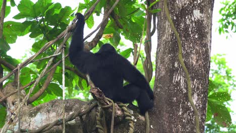 Static-close-up-shot-capturing-the-back-of-a-dominant-male-black-howler-monkey,-alouatta-caraya-sitting-and-chilling-on-the-tree-during-the-day
