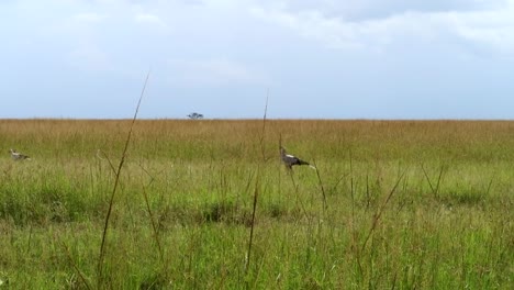 Majestic-shot-of-Secretary-birds-walking,-looking-for-snakes-in-African-Savanna