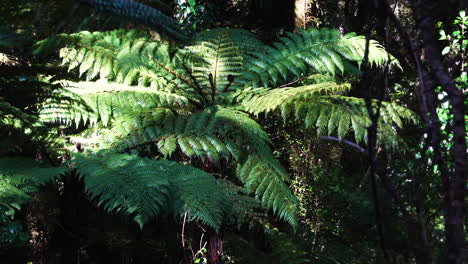 Sun-shining-on-green-fern-plant-and-light-breeze-in-New-Zealand's-rainforest
