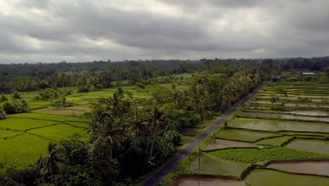 Bali-Reisfeld-Nach-Regen
