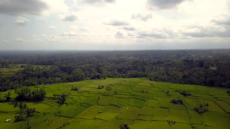Lush-rice-fields-in-the-jungle-bali