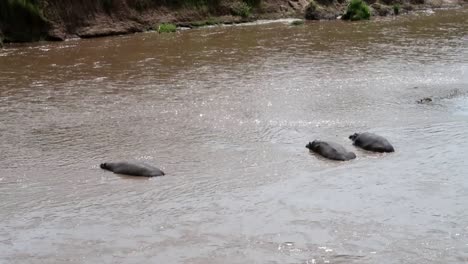Gruppe-Von-Flusspferden,-Die-Tagsüber-In-Kenia-Unter-Dem-Wasser-Des-Mara-Flusses-Ruhen