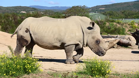 Vista-Lateral-De-Un-Rinoceronte-Caminando-En-Un-Recinto-Del-Zoológico,-Mediodía,-Bestia-De-África
